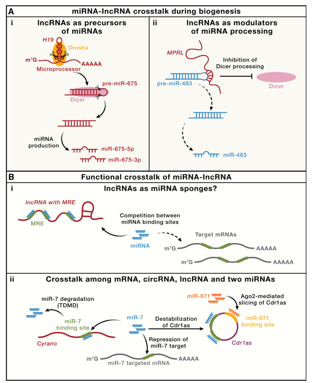 Cell 50周年特辑综述（上） | small RNA与lncRNA的过去、现在和未来 - 华大时空