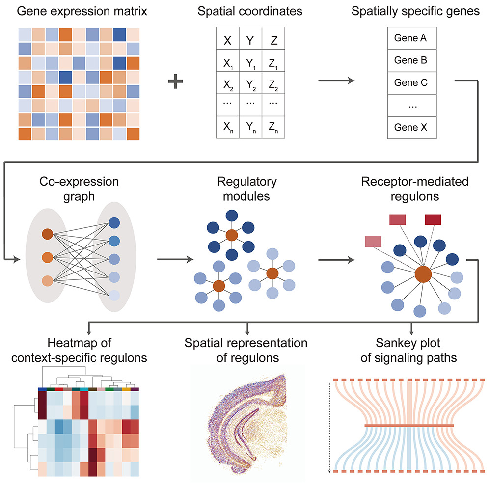 SpaGRN: investigating spatially informed regulatory paths for spatially resolved transcriptomics data