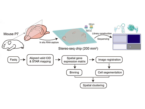 小鼠出生后大脑内侧结构的单细胞空间转录组图谱