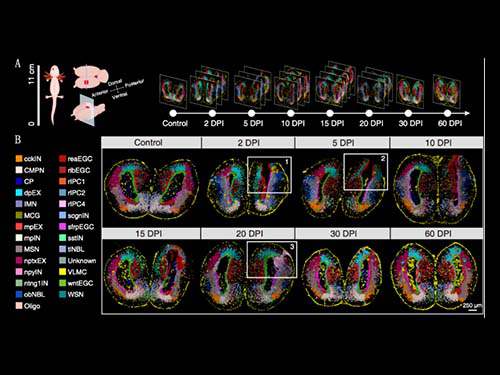 Stereo-seq鉴定蝾螈端脑再生过程中的重要神经干细胞亚型