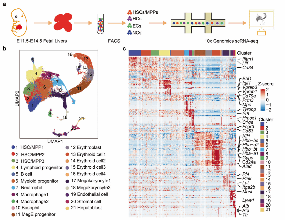 单细胞时空转录组技术鉴定胎肝中HSC/MPP扩增单位