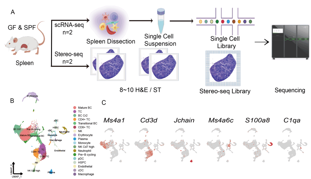 Stereo-seq和snRNA-seq联合分析揭示微生物塑造小鼠脾脏解剖结构和免疫功能