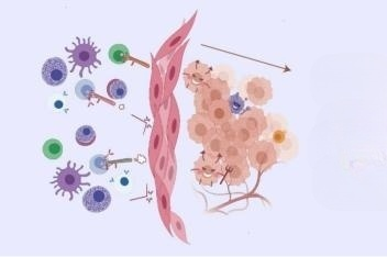 Stereo-seq揭示宫颈癌恶化“帮凶”，为晚期癌症治疗提供科学指导