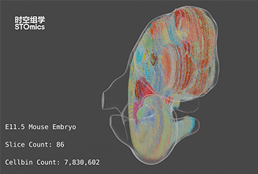 E11.5小鼠胚胎的3D重构图谱