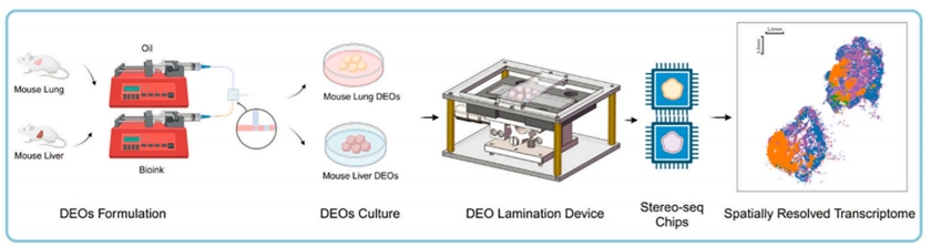 PNAS | 全球首个基于Stereo-seq构建的类器官-时空联用技术，助力精准医疗和药物开发