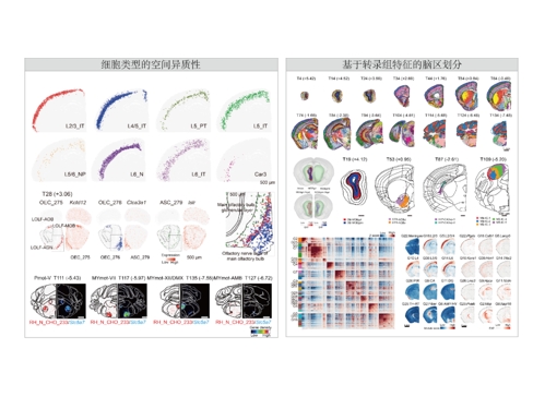Neuron | Stereo-seq助力绘制鼠脑单细胞图谱，加速脑神经发育与疾病研究