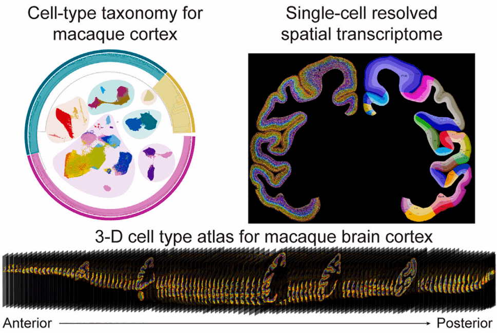 Stereo-seq助力绘制全球首个猕猴全脑皮层三维单细胞图谱