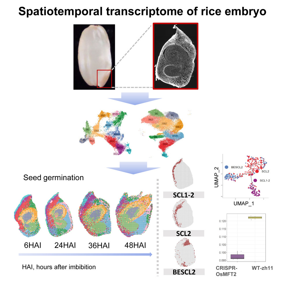 种子萌发过程中水稻胚胎细胞的时空转录组图谱