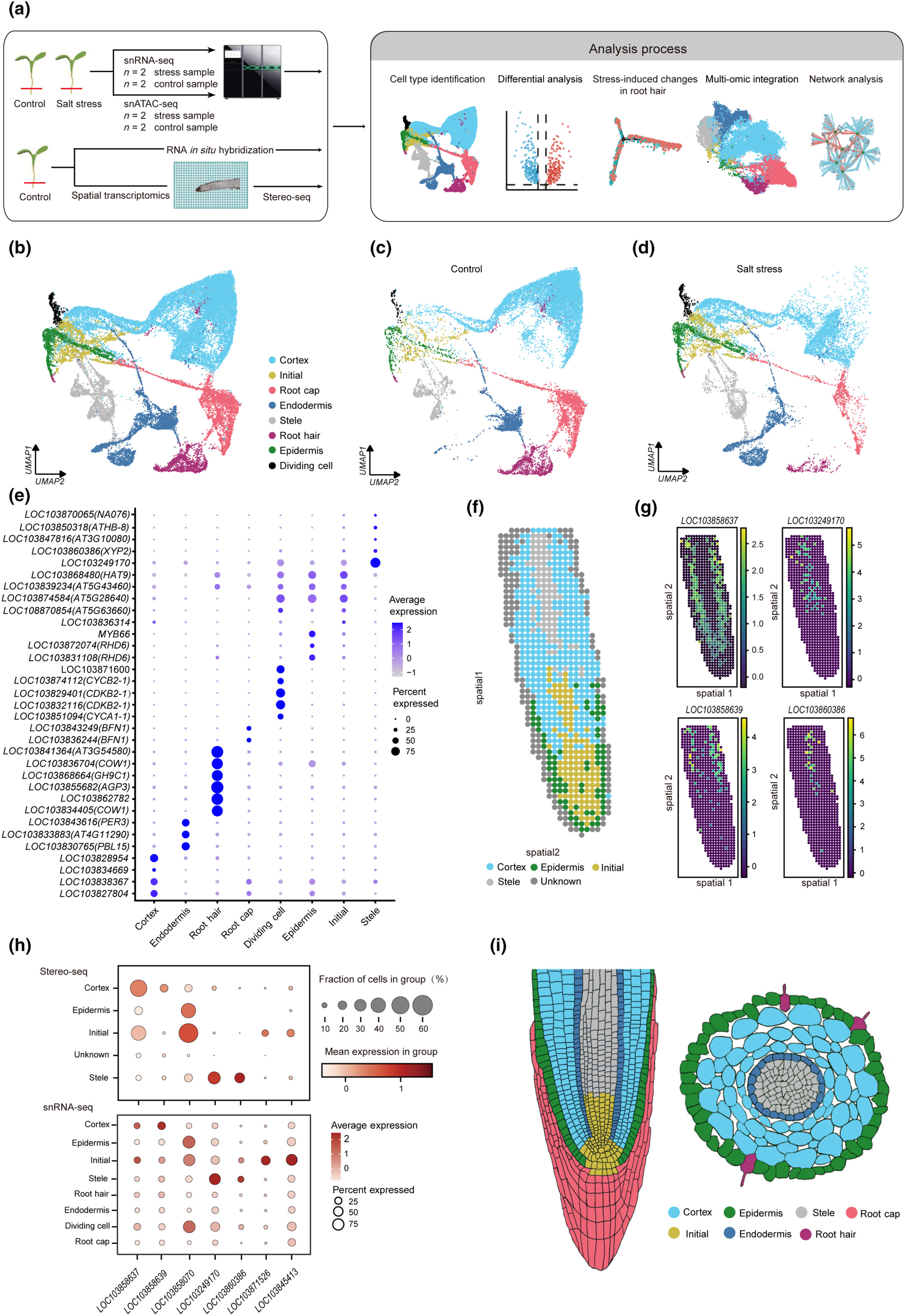 Single-cell multiome reveals root hair-specific responses to salt stress