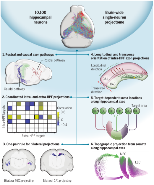 Science | Stereo-seq助力揭示小鼠海马脑区的空间投射规律- 华大时空
