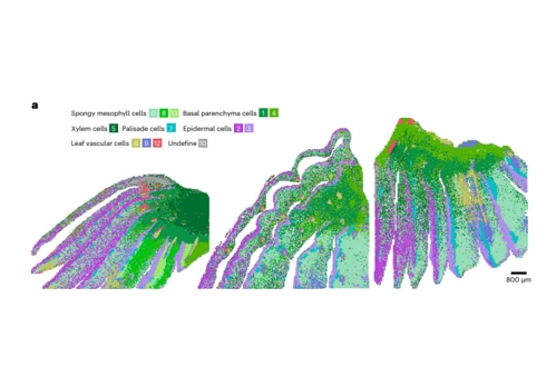 Stereo-seq助力首次绘制洋葱鳞茎组织不同发育阶段时空图谱