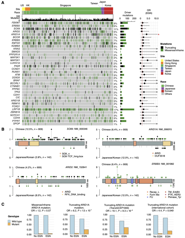 图1.多谱系肠上皮化生样本中的突变谱
