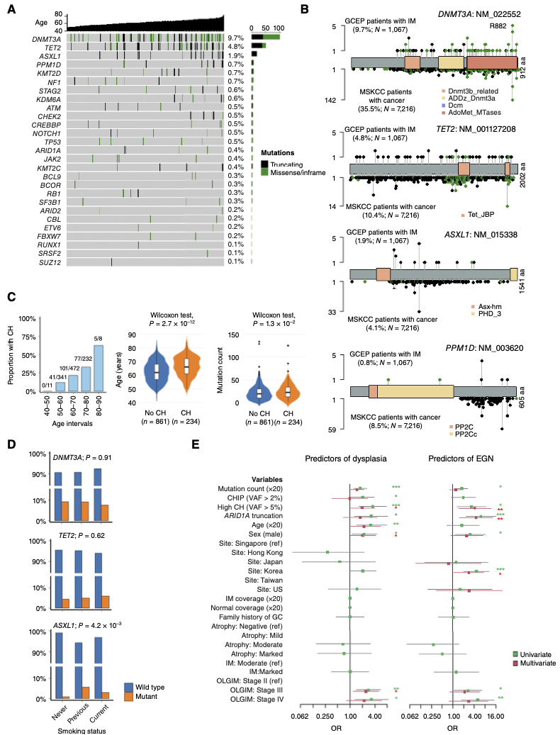 图4.肠上皮化生样本中的克隆性造血