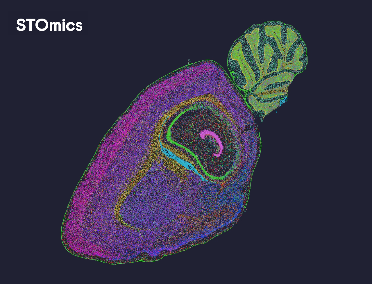 大鼠脑演示数据