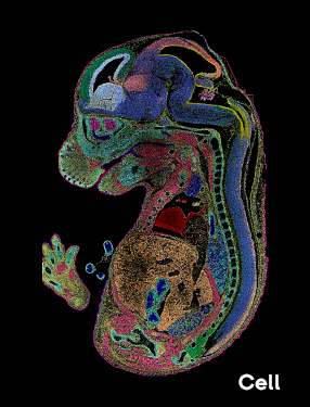 Cell封面！Stereo-seq实现首次绘制 小鼠胚胎发育或器官的时空图谱
