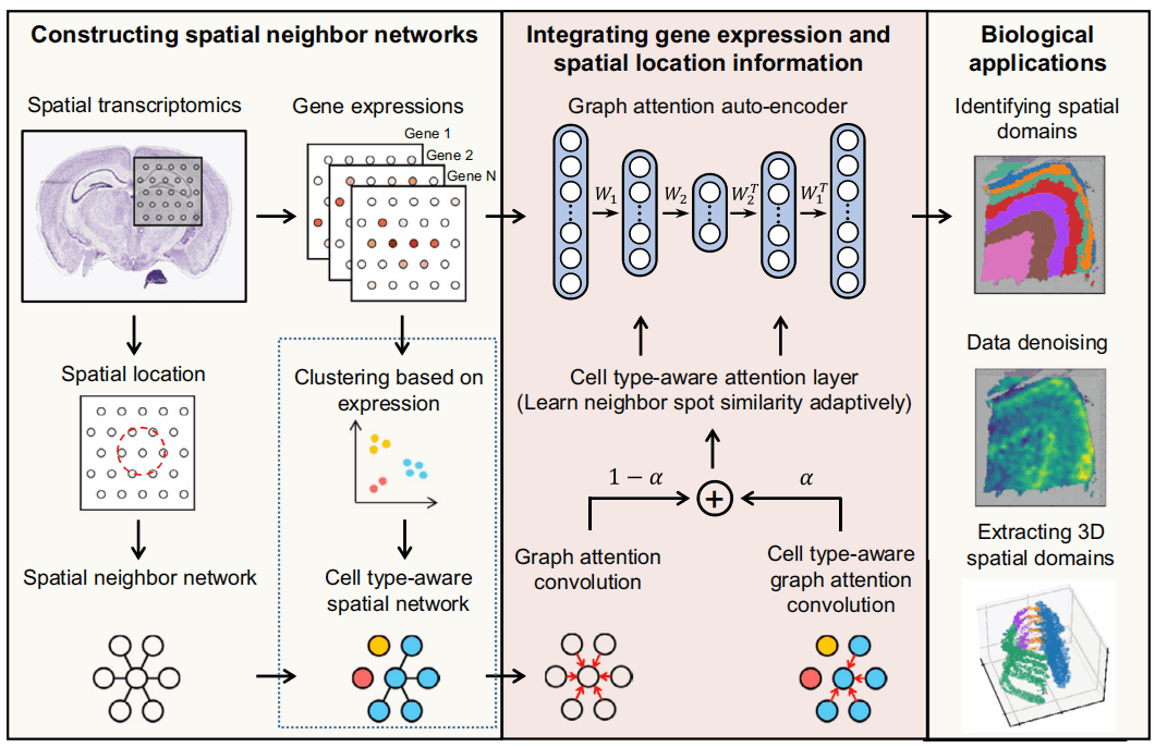 使用自适应图注意自动编码器从空间解析的转录组学中解读空间域