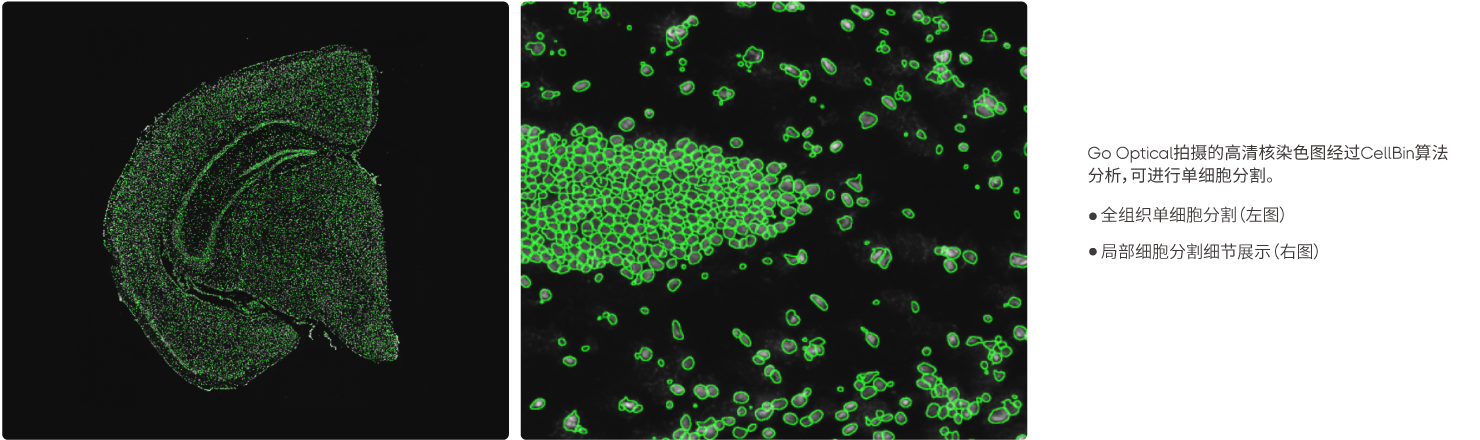 配合CellBin实现单细胞水平分析
