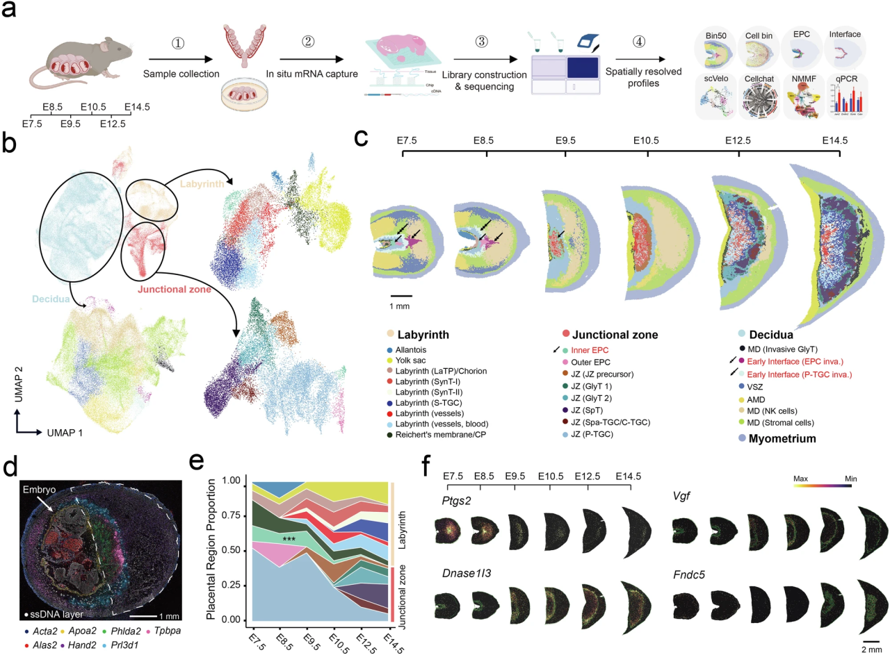Cell Discovery | Stereo-seq助力绘制小鼠胎盘发育精细时空图谱