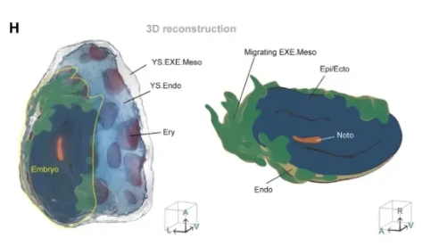 Cell突破！Stereo-seq助力首次重构高分辨率人类数字3D原肠胚