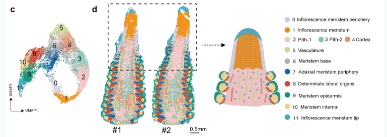 Stereo-seq助力构建玉米雌穗的空间转录组图谱
