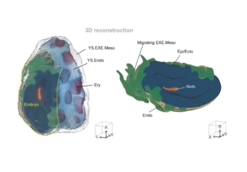 中国科学家首次重构高分辨率人类数字3D原肠胚