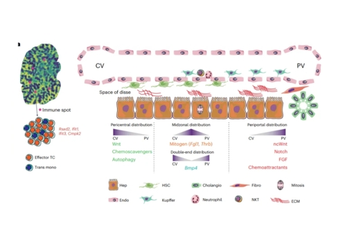 Nature Genetics | Stereo-seq助力构建小鼠肝脏稳态及再生模型的时空转录图谱
