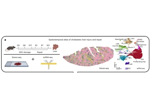 Nature Genetics | Stereo-seq助力解析小鼠胆汁淤积损伤与再生机制