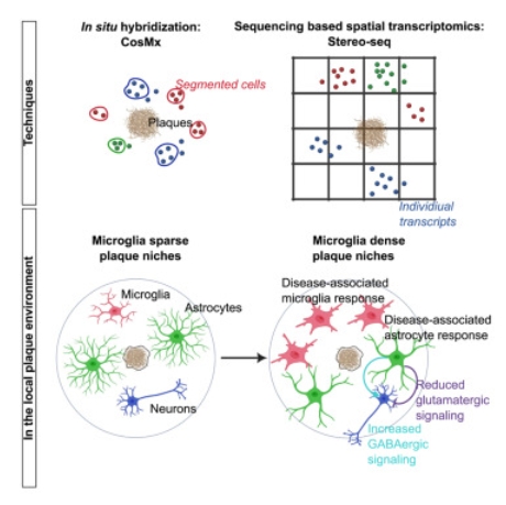空间转录组学揭示阿尔茨海默病小鼠模型淀粉样斑块生态位中的小胶质细胞-胃红细胞串扰