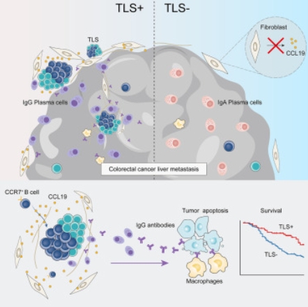 产生 CCL19 的成纤维细胞可促进三级淋巴结构的形成，增强结直肠癌肝转移中的抗肿瘤 IgG 反应