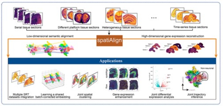 spatiAlign：用于空间解析转录组学数据整合的无监督对比学习模型