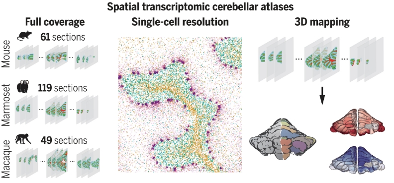 Science重磅 | Stereo-seq助力绘制首个跨物种小脑空间转录组图谱
