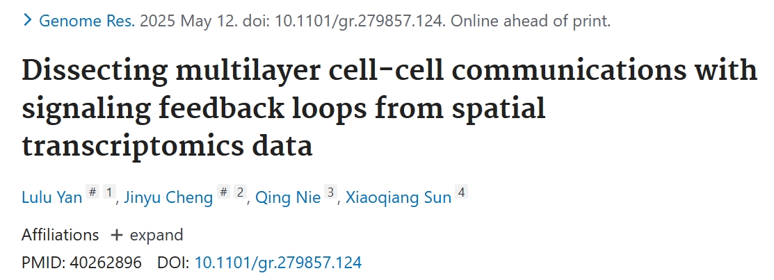 Dissecting multilayer cell-cell communications with signaling feedback loops from spatial transcriptomics data