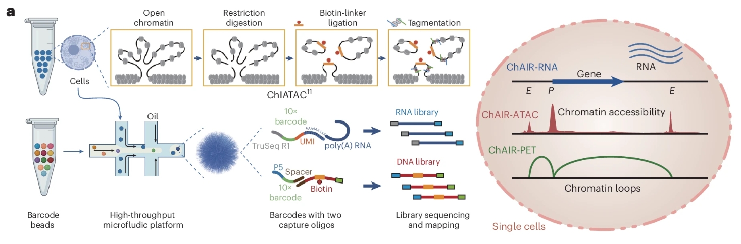 Tri-omic single-cell mapping of the 3D epigenome and transcriptome in whole mouse brains throughout the lifespan