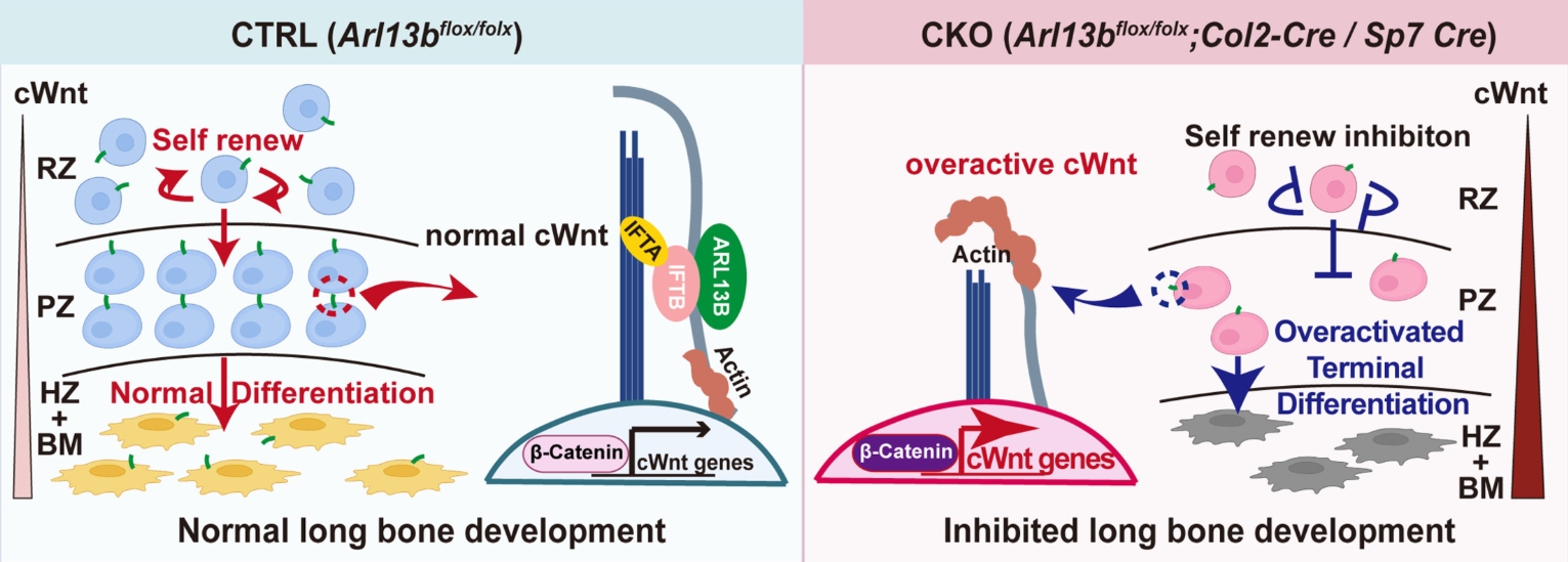 Primary cilia in growth plates orchestrate long bone development