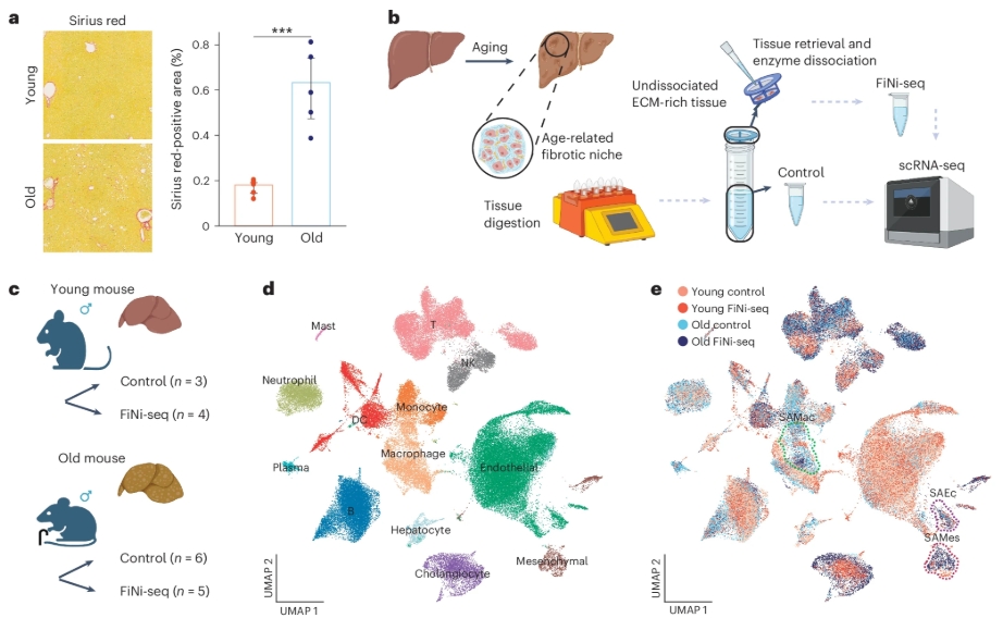 Quasi-spatial single-cell transcriptome based on physical tissue properties defines early aging associated niche in liver