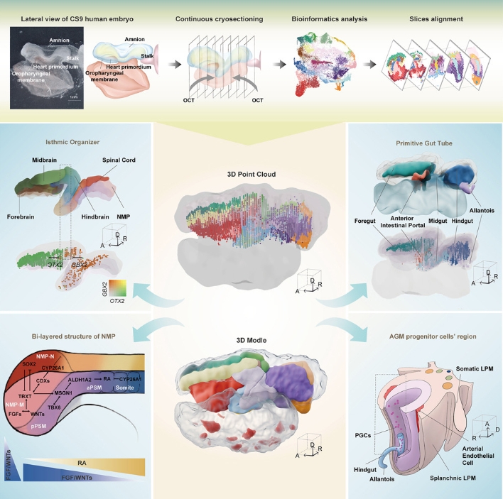 3D reconstruction of a human Carnegie stage 9 embryo provides a snapshot of early body plan formation