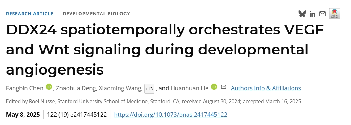 DDX24 spatiotemporally orchestrates VEGF and Wnt signaling during developmental angiogenesis
