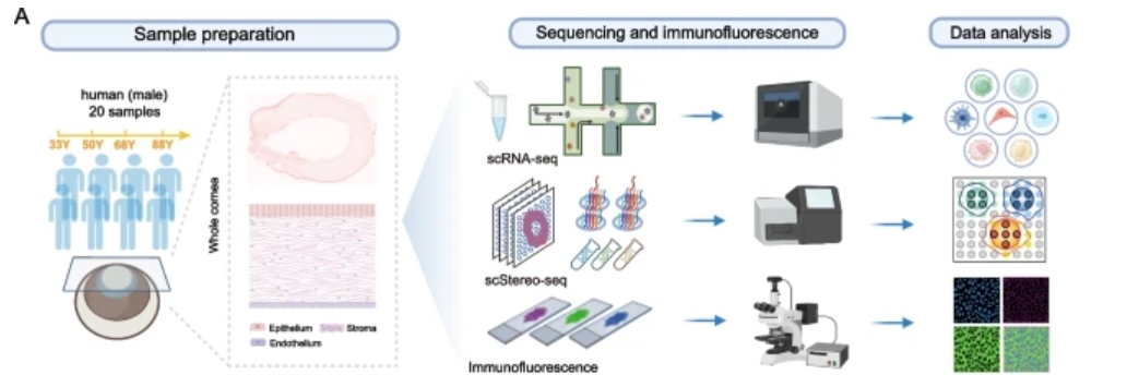 Spatiotemporal single-cell analysis elucidates the cellular and molecular dynamics of human cornea aging