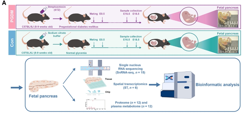 Integrating Spatial and Single-Nucleus Transcriptomic Data to Assess the Effects of Intrauterine Hyperglycemia on Fetal Pancreatic Development