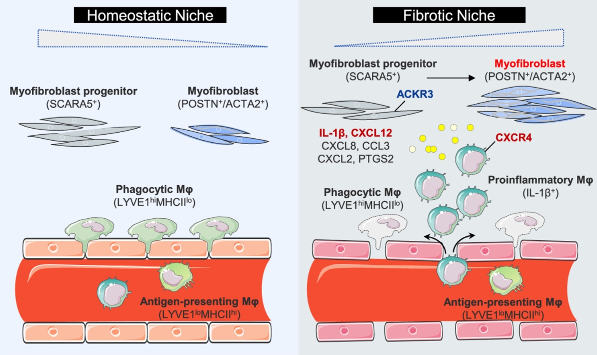Spatial multiomics decipher fibroblast–macrophage dynamics in systemic sclerosis