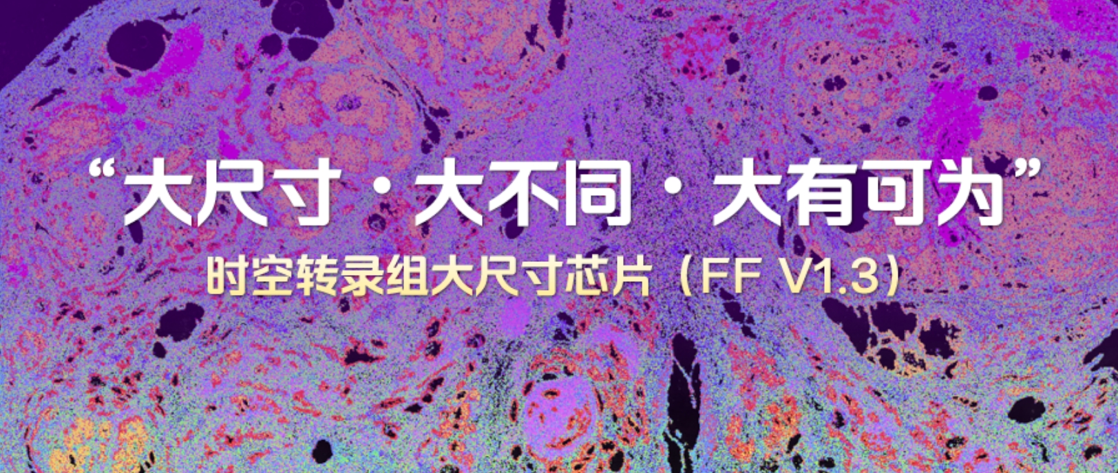 大尺寸，全物种！时空转录组FF V1.3大尺寸芯片全面赋能科研突破