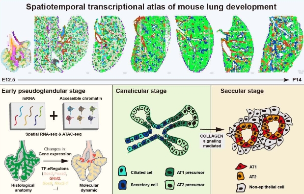 Spatial Transcriptomics Unveils the Blueprint of Mammalian Lung Development